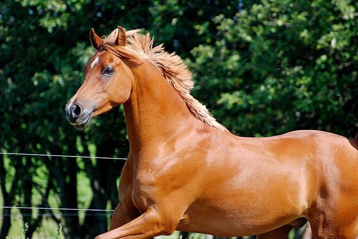 Arabisk fuldblod (OX) Ac qastal najaah ox - billedet er taget af Lisbeth F Bendixen billede 11