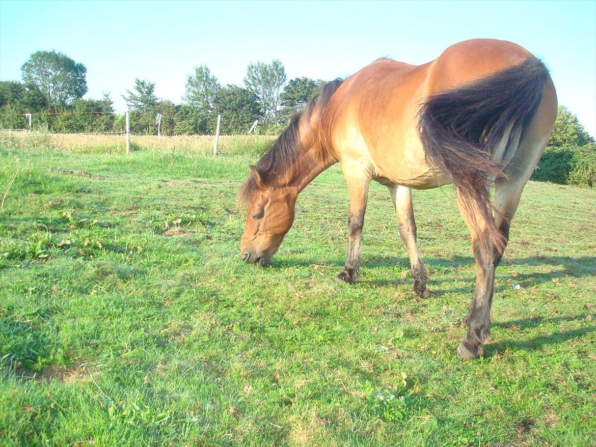 Gotlandsruss Hibiscus billede 3