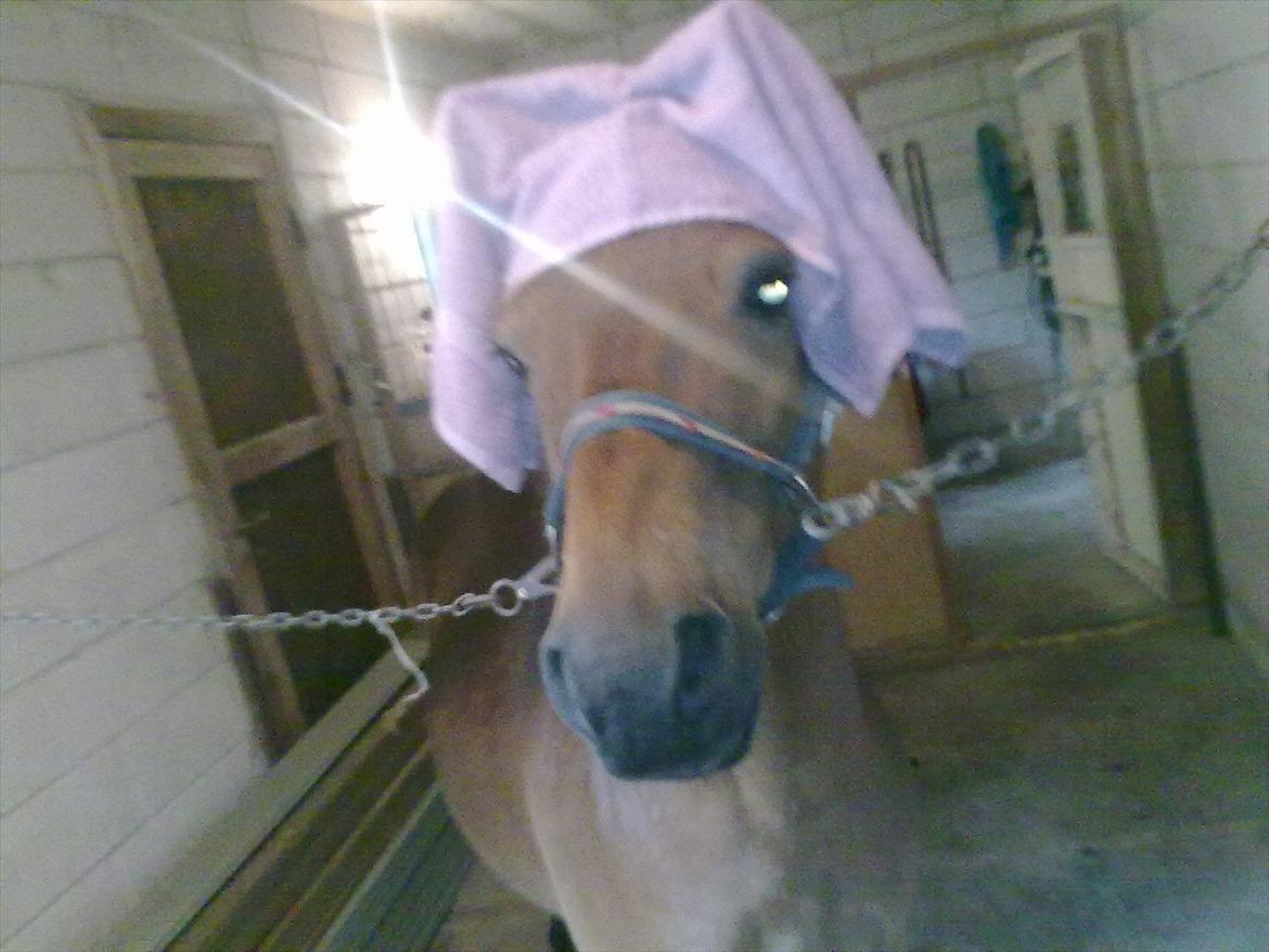 Gotlandsruss Hibiscus billede 2