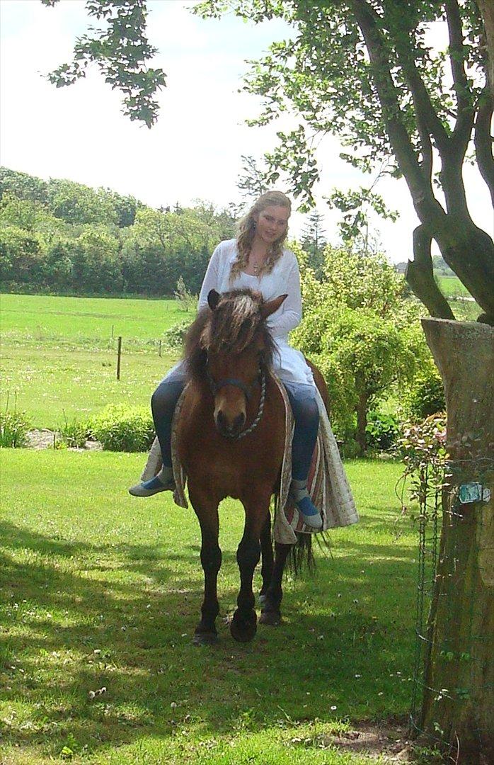 Islænder Moldi billede 9