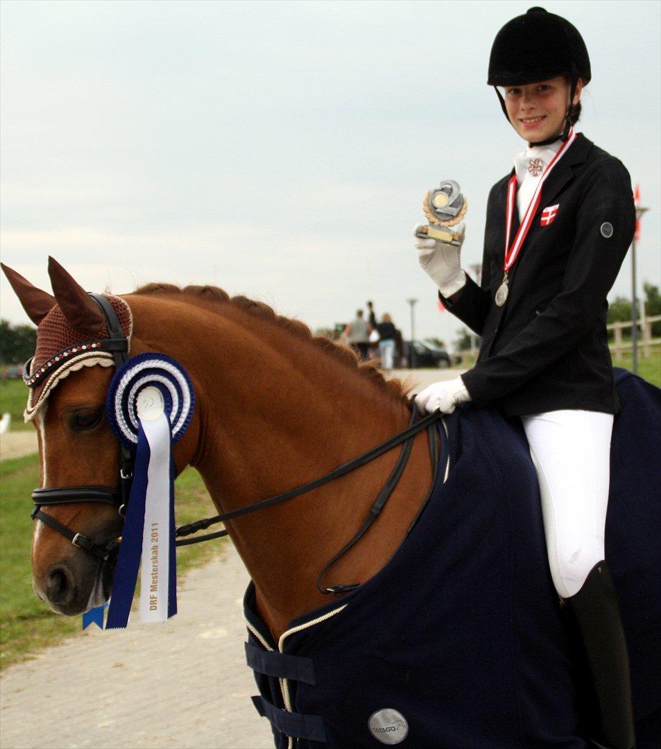 Hollandsk Sportspony Lasco A-pony  (SOLGT)  - dm 2011 sølv ! billede 17