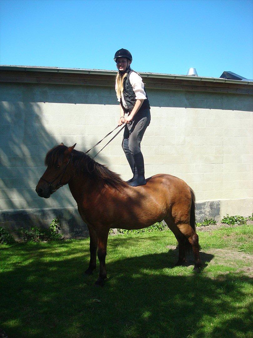 Islænder Moldi billede 10