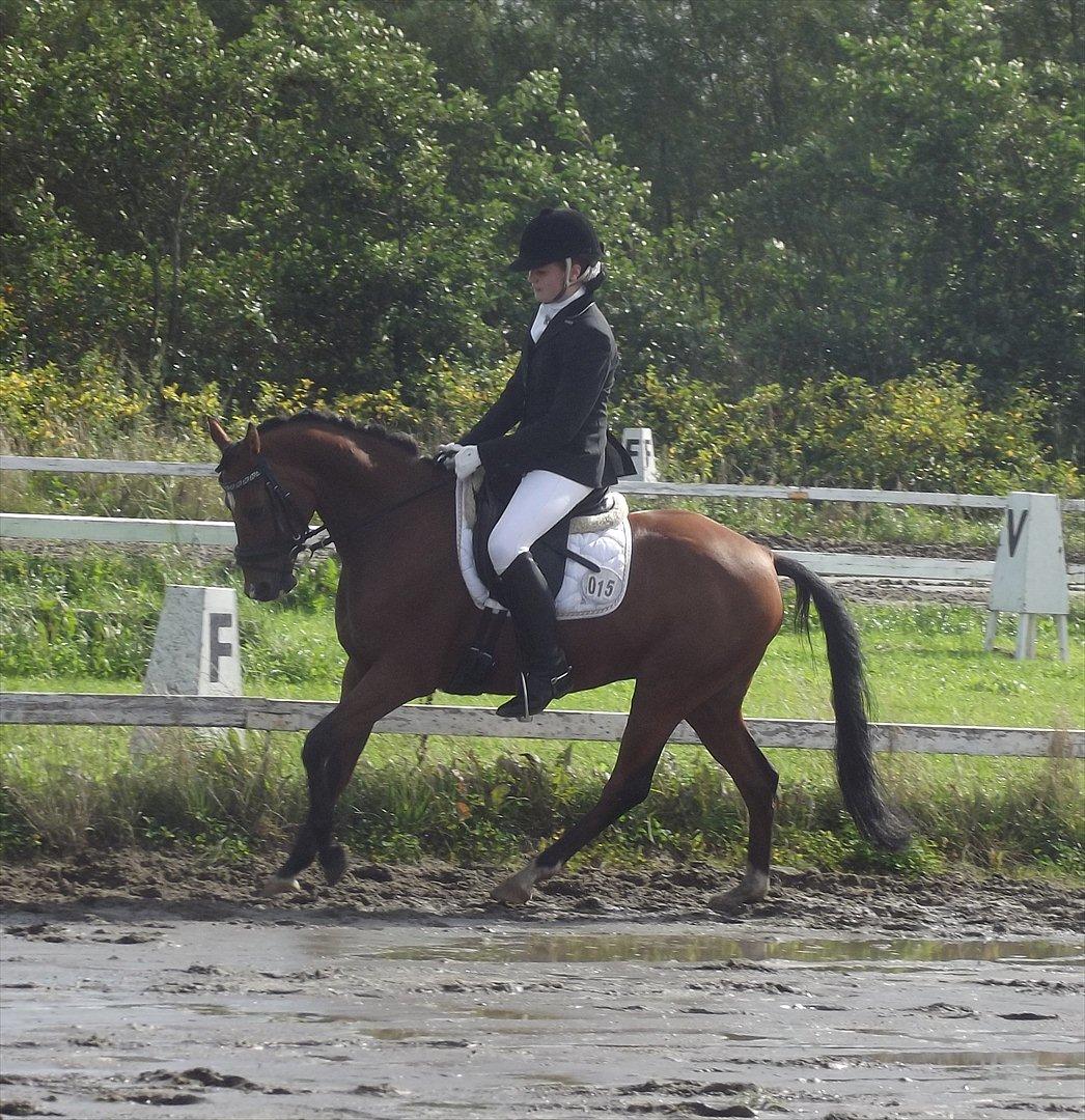 DSP Tovdal´s Alcapone - LB3 - 63.5% - 2. plads :) billede 10