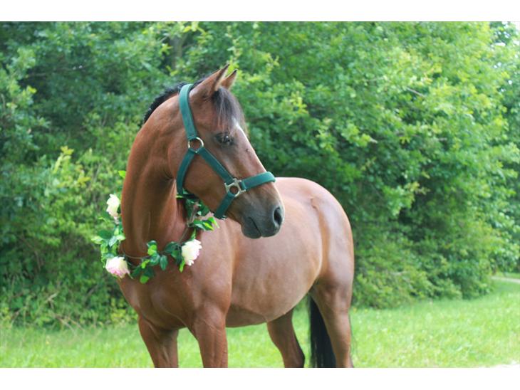 {{currentPhoto.altText}} billede {{currentPhoto.number}}