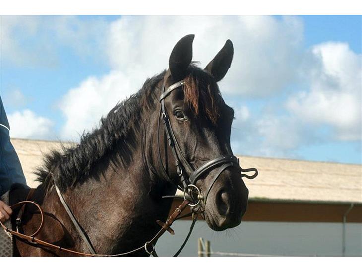 {{currentPhoto.altText}} billede {{currentPhoto.number}}