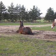 Anden særlig race araber - Flicka solgt/død