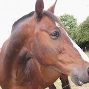 Traver Panter Krobak R.I.P