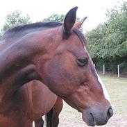 Traver Panter Krobak R.I.P