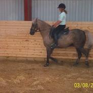 Palomino Blondie