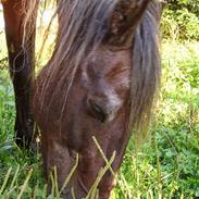 Anden særlig race Svante . rip <3