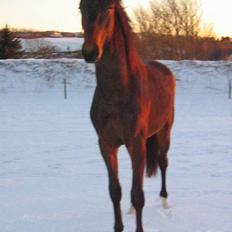 Dansk Varmblod Brejnbjerggaards Luchador