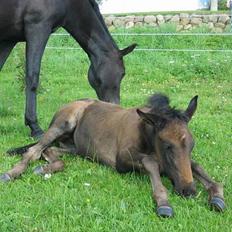 Dansk Varmblod Brejnbjerggaards Laksmi