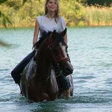 New Forest Oudelands Turbo