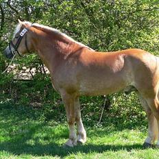 Haflinger Skelgårdens Aslan HINGST