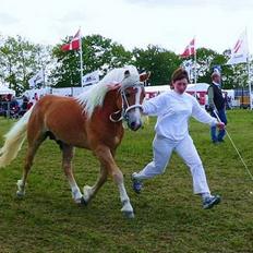 Haflinger Skelgårdens Aslan HINGST