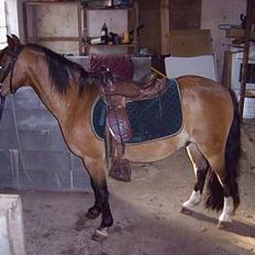 Welsh Mountain (sec A) *Fabrian* *SOLGT*