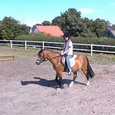 Welsh Mountain (sec A) *Fabrian* *SOLGT*