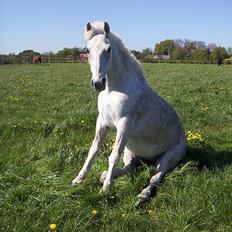 Anden særlig race Oliver*R.I.P -17/12 2007*