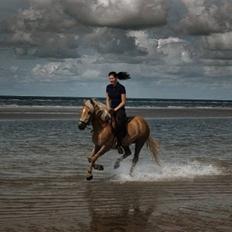 Haflinger stenbro´s starlight