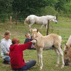 Haflinger stenbro´s starlight