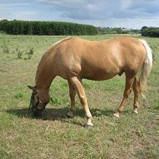 Palomino Palino