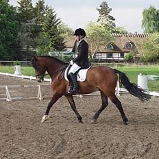 New Forest Roløkke Classic<3solgt:(