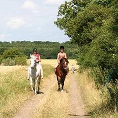 New Forest Roløkke Classic<3solgt:(