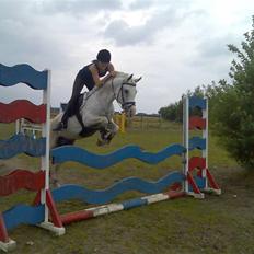 Sportsaraber (A) Monty - SOLGT!