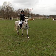 Sportsaraber (A) Monty - SOLGT!