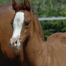 Arabisk fuldblod (OX) White Reflection D.SOLGT 