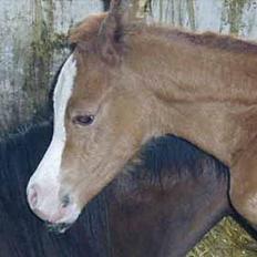 Arabisk fuldblod (OX) White Reflection D.SOLGT 