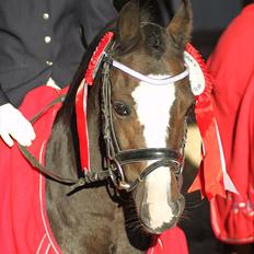 Welsh Mountain (sec A) Fakla Gerald A-pony  ¤Solgt¤