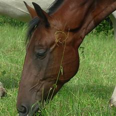 Traver Super Flyer M.