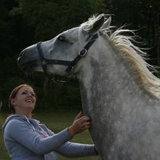 Arabisk fuldblod (OX) El Dominus