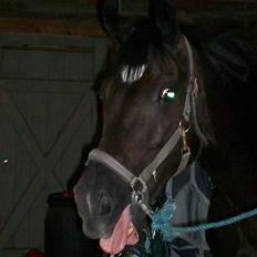 Anden særlig race Borneo 23- aflivet ;(