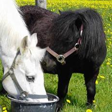 Sportsaraber (A) Sada R.I.P