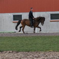 Islænder Ekil Fra Mundelstrup*DØD*