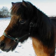 Islænder Jarpur fra Krossi