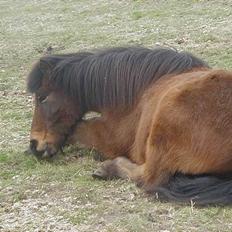 Islænder Jarpur fra Krossi