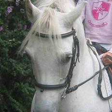 Welsh Pony (sec B) Lyngvejens Agent