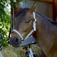 Anden særlig race Jaco * i miss you dear *