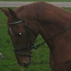 Dansk Varmblod Mizett Solvang