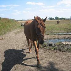 Dansk Varmblod Mizett Solvang