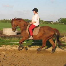 Dansk Varmblod Mizett Solvang