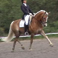 Haflinger Nanok