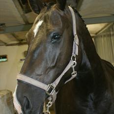 Oldenborg   Miranda Himmelhest  :'( <3