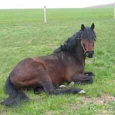 Anden særlig race Faxi