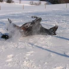 Anden særlig race Faxi