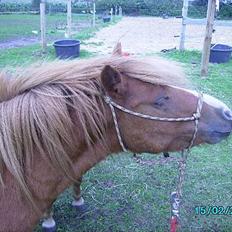 Shetlænder Carano (-Solgt-)