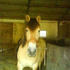 Anden særlig race Flicka - solgt.